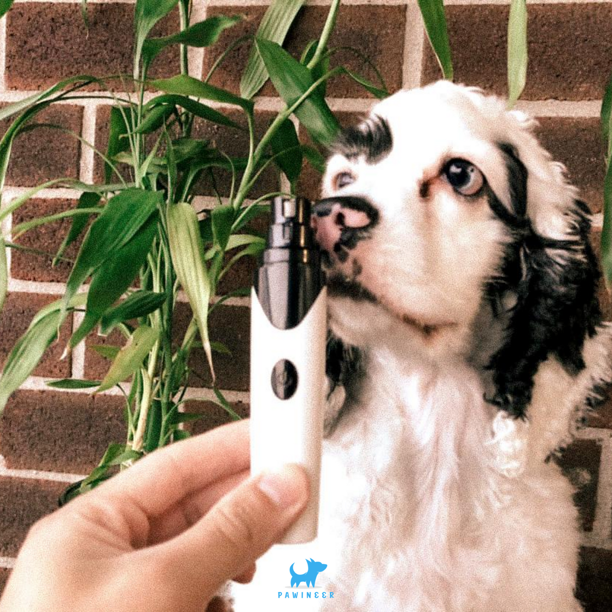 PupTrimmer™ - Pawineer™